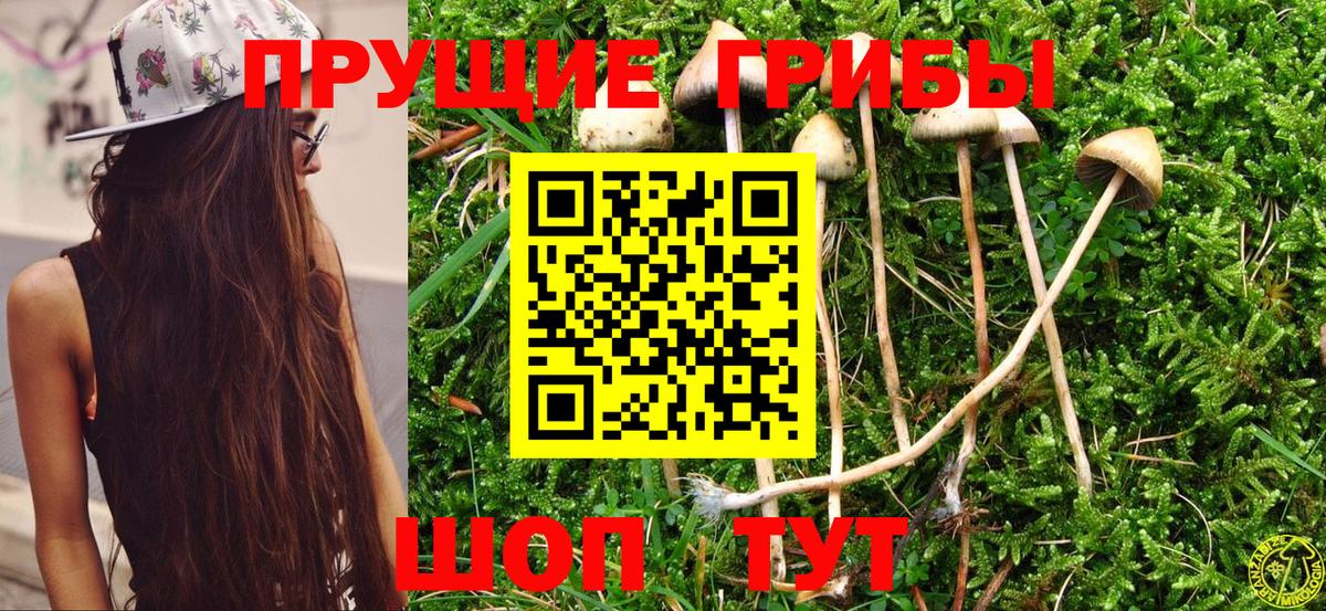 Псилоцибиновые грибы прущие грибы Ростов Великий